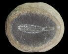 Didontogaster Fossil Worm (Pos/Neg) - Mazon Creek #70591-2